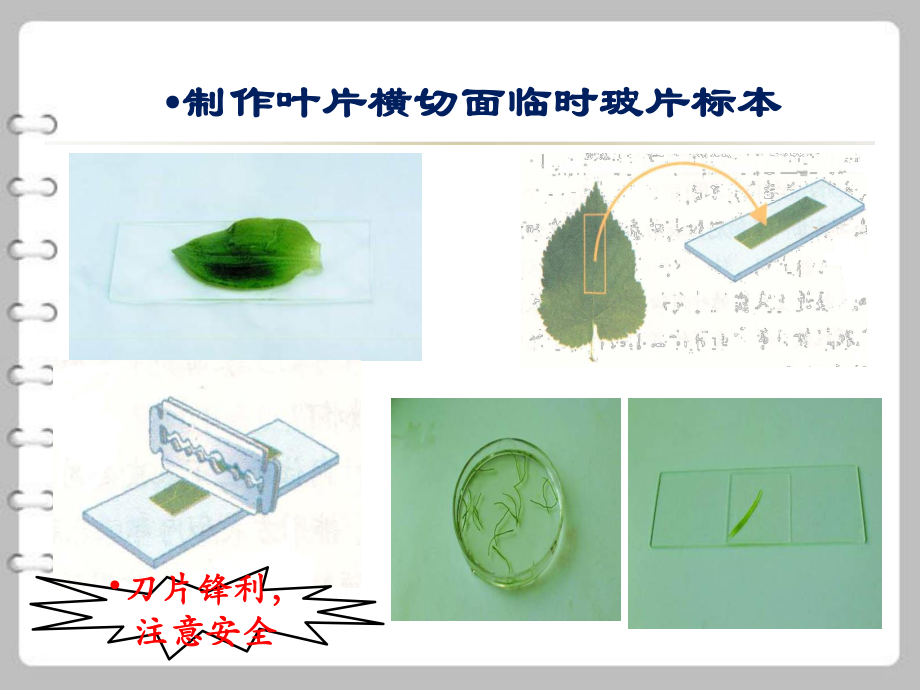 第二节植物光合作用的场所课件精品教育.ppt_第3页