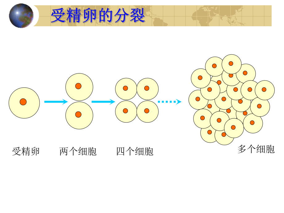 第二单元第三章第一节　动物体的结构层次2精品教育.ppt_第3页