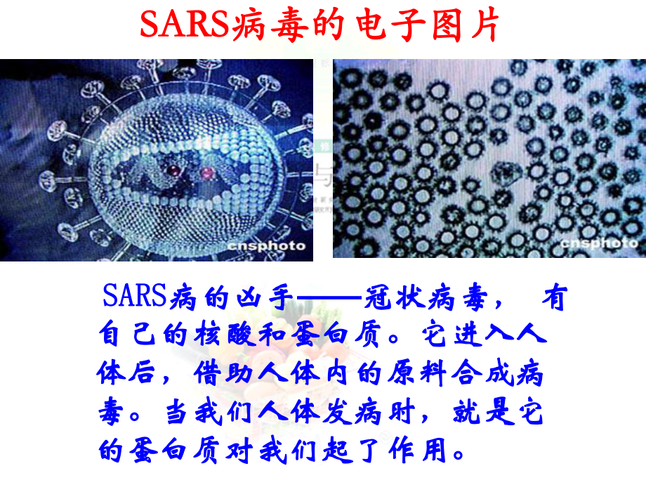 第三节生命的基础——蛋白质精品教育.ppt_第2页