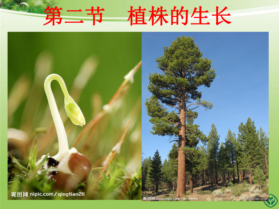 第二节植株的生长精品教育.ppt_第2页