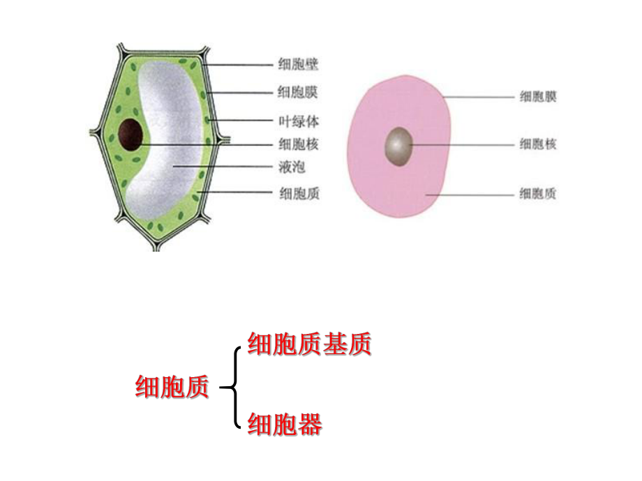 第二节细胞器精品教育.ppt_第2页