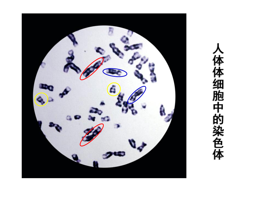 第十一章遗传和变异第三节人类的遗传12月11日精品教育.ppt_第2页