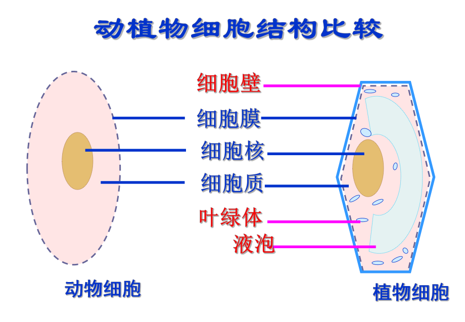 第四节细胞的生活课件精品教育.ppt_第2页