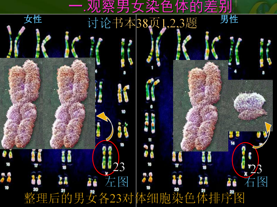 第四节人的性别遗传教学课件精品教育.ppt_第3页