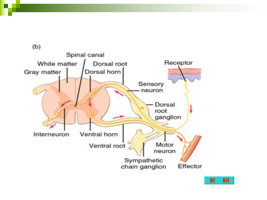 神经系统的活动.ppt_第3页