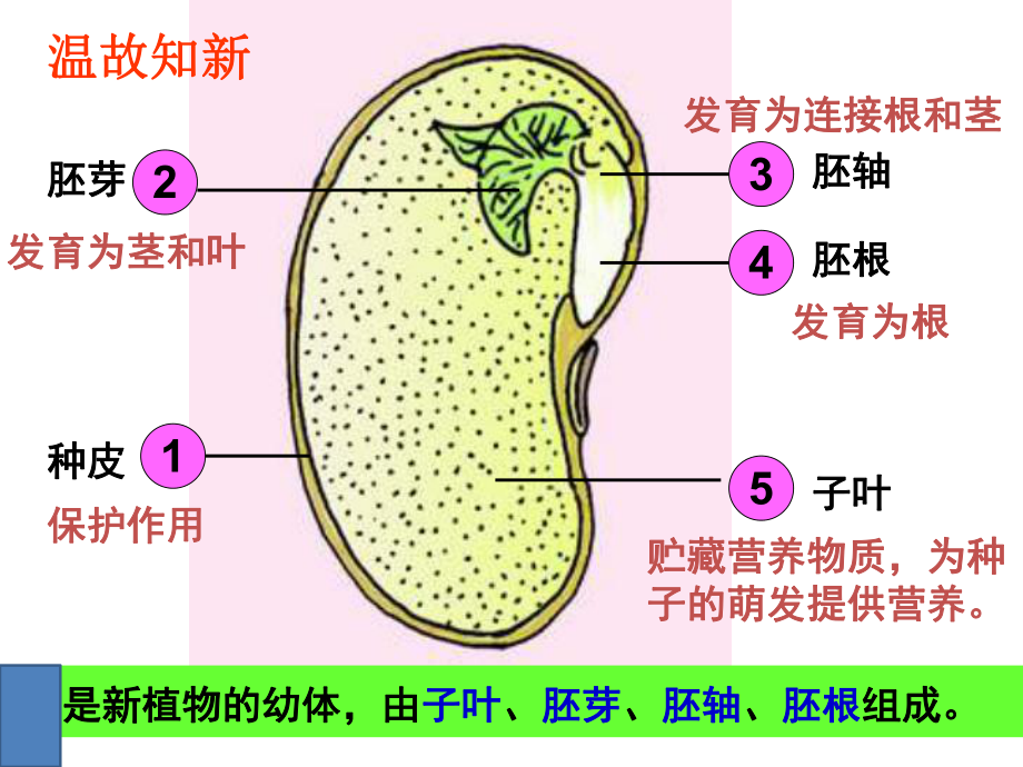 课件第一节种子的萌发精品教育.ppt_第1页