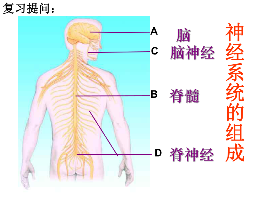 神经调节的结构基础.ppt_第3页