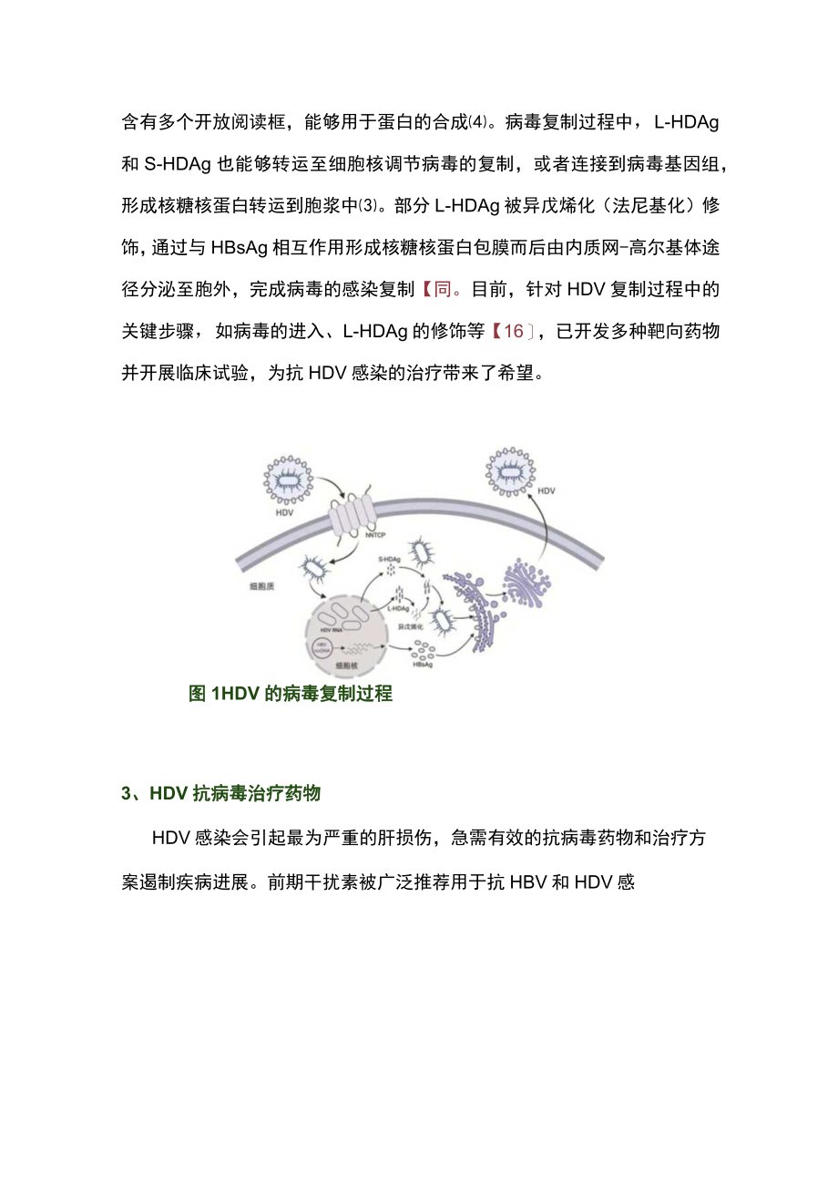 2023丁型肝炎抗病毒治疗药物的研究进展（全文）.docx_第3页