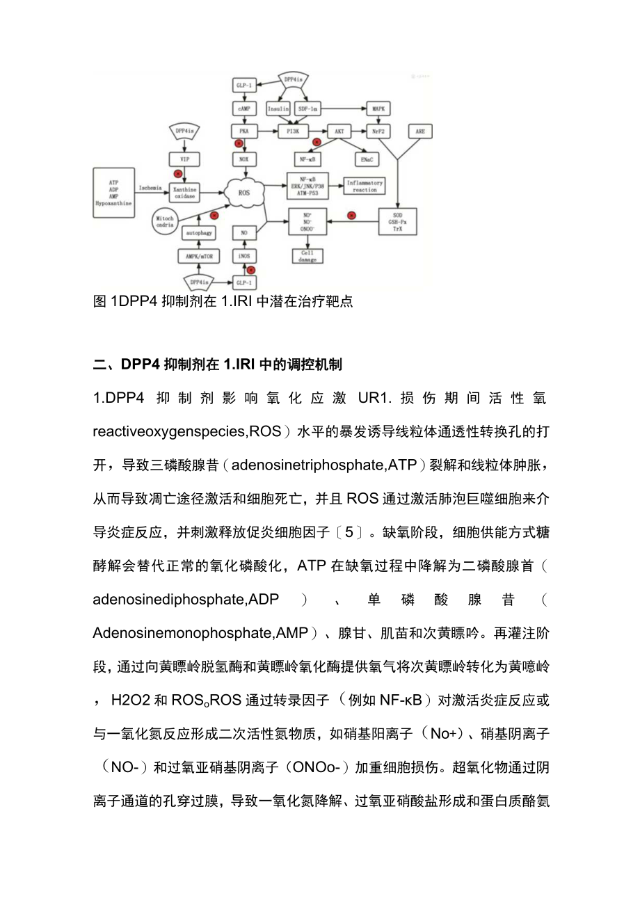 最新：二肽基肽酶4抑制剂作用于肺缺血再灌注损伤的研究进展（全文）.docx_第3页