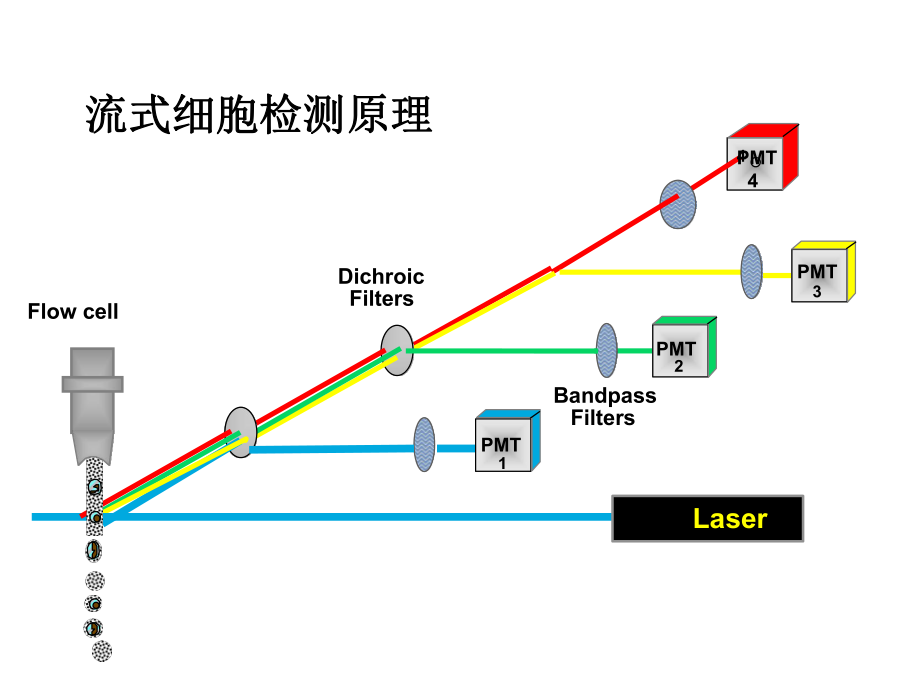 流式细胞术报告单解读.ppt_第3页