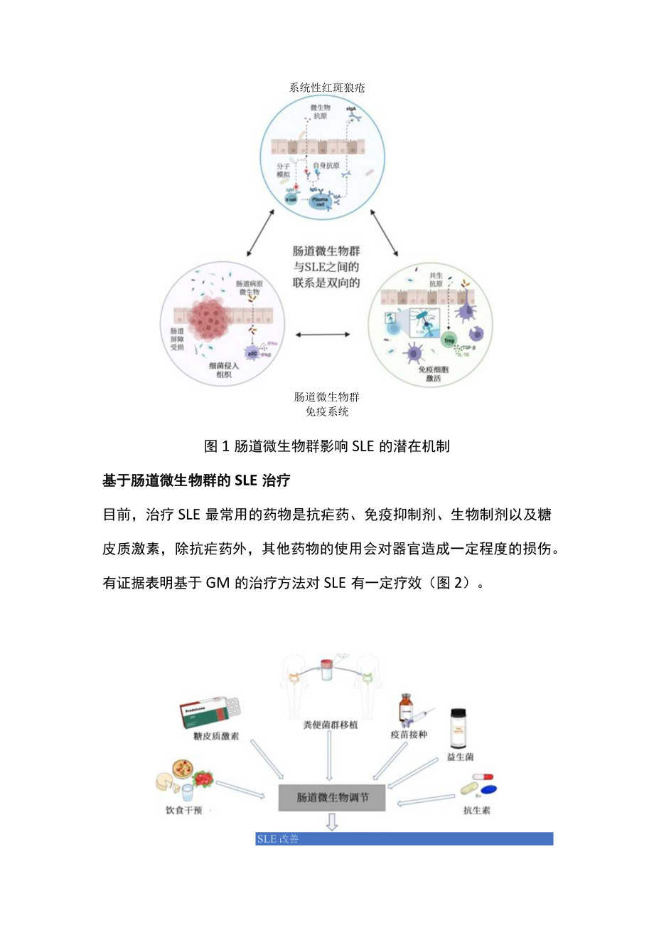 系统性红斑狼疮和肠道菌群健康（全文）.docx_第2页