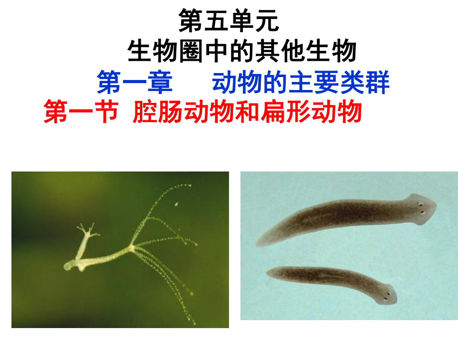 第一节腔肠动物和扁形动物课件精品教育.ppt_第1页