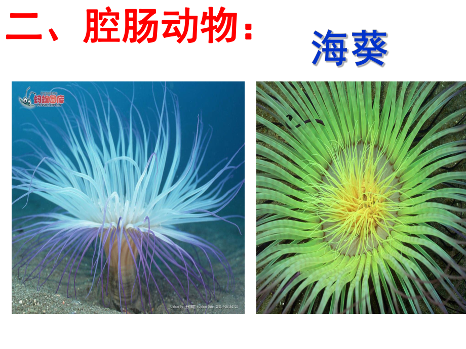 第一节腔肠动物和扁形动物课件精品教育.ppt_第3页