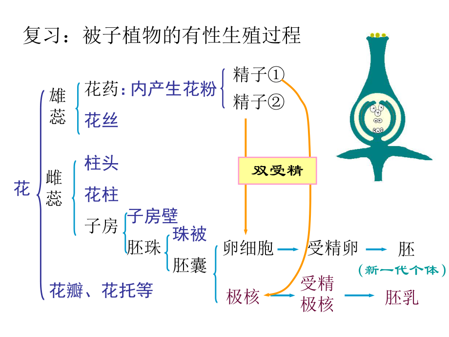 第一节植物的生长和发育第一课时11月5日精品教育.ppt_第1页