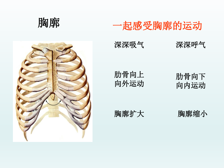 第三章第二节发生在肺内的气体交换课件新版新人教版精品教育.ppt_第2页