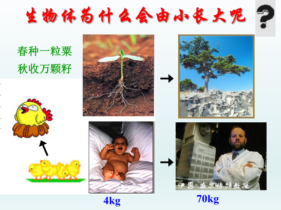 第一节细胞通过分裂产生新细胞2精品教育.ppt_第1页