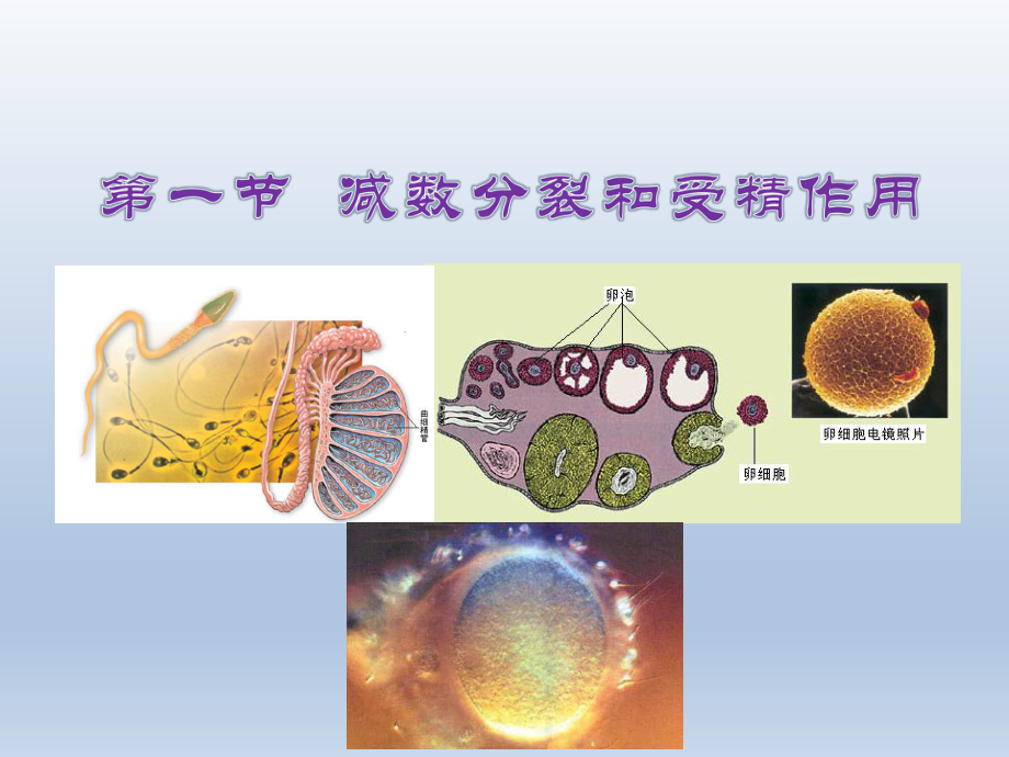 第一节一减数分裂精品教育.ppt_第2页