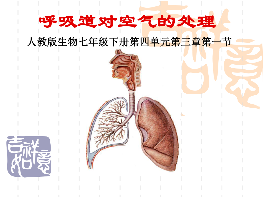 第一节呼吸道对空气的处理 精品教育.ppt_第1页