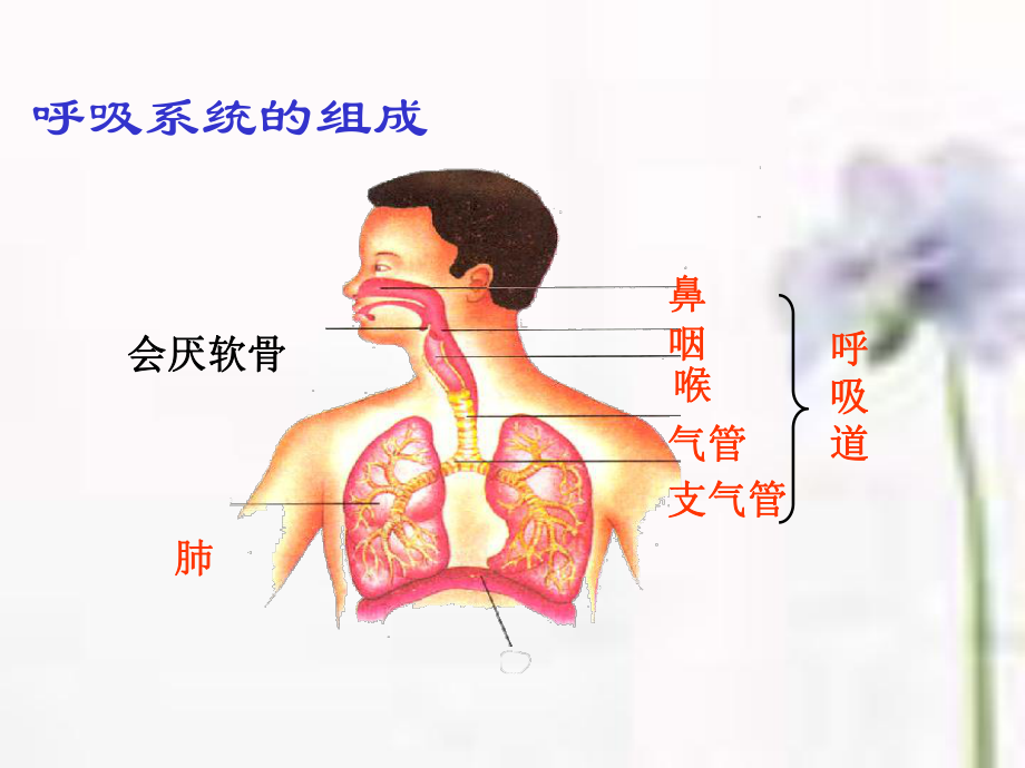 第一节呼吸道对空气的处理 精品教育.ppt_第2页