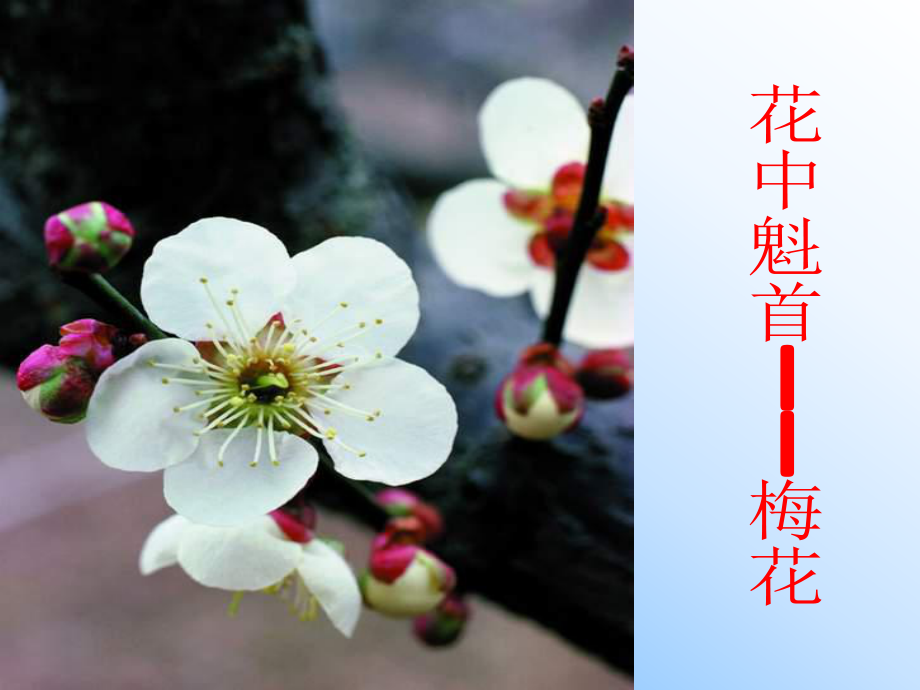 第三节开花结果精品教育.ppt_第3页