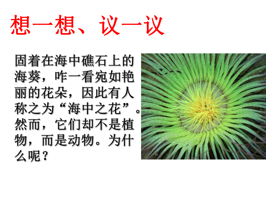 第一节腔肠动物和扁形动物2课时精品教育.ppt_第3页