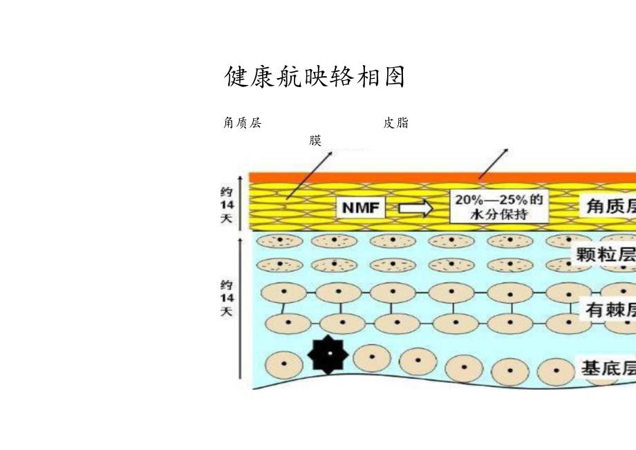 医美皮肤美容皮肤结构图.docx_第1页