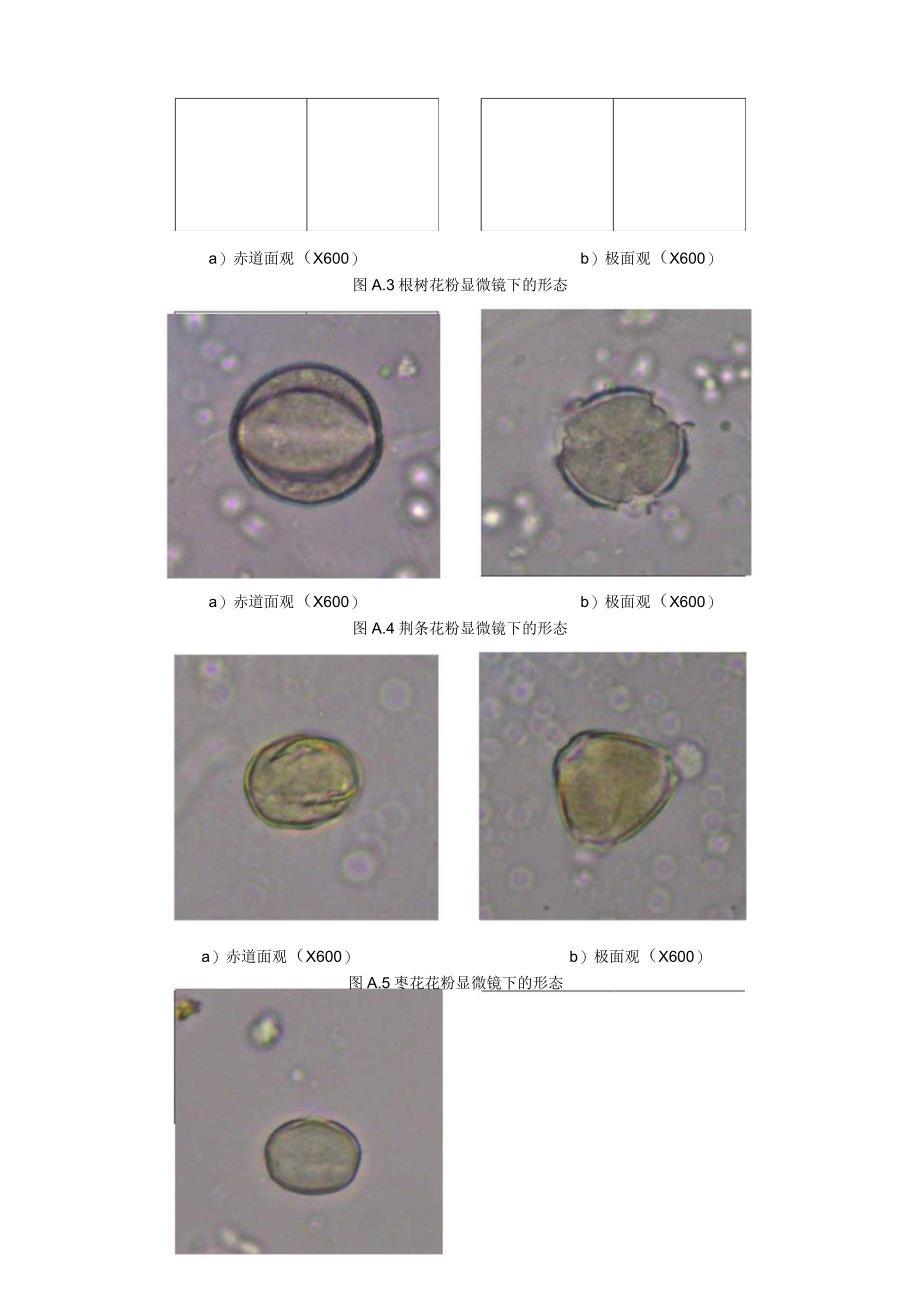 常见蜜源植物花粉形态.docx_第2页