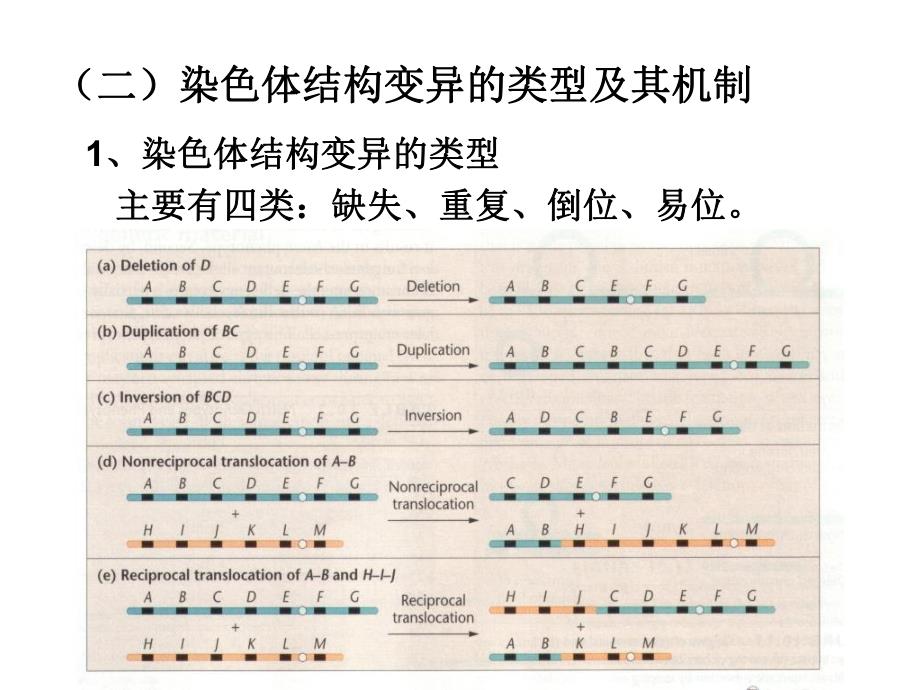 遗传学第十章染色体畸变的遗传分析.ppt_第3页