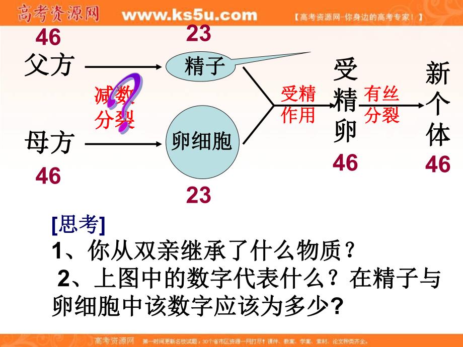 遗传与进化减数分裂中的染色体行为.ppt_第3页