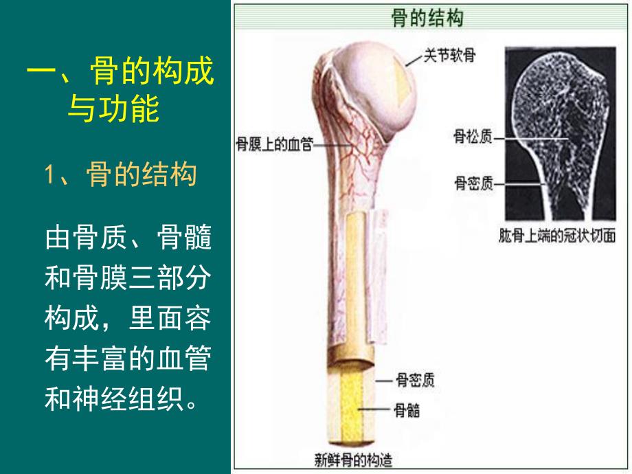 骨骼系统健康知识J.ppt_第3页