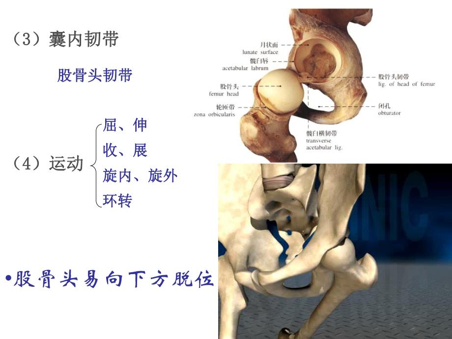 髋关节运动学.ppt_第3页