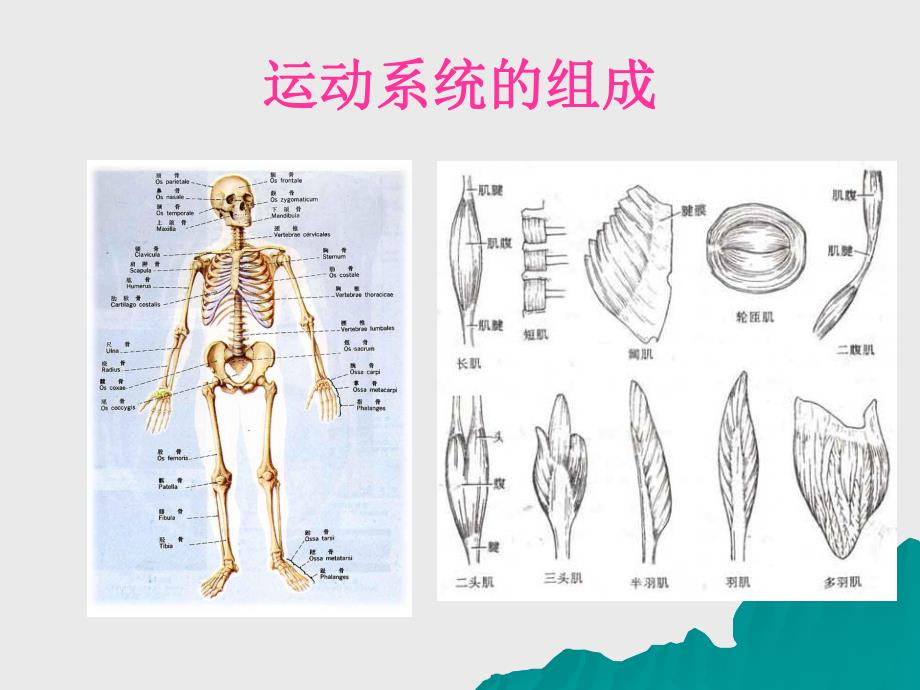 骨科病人的一般护理.ppt_第3页