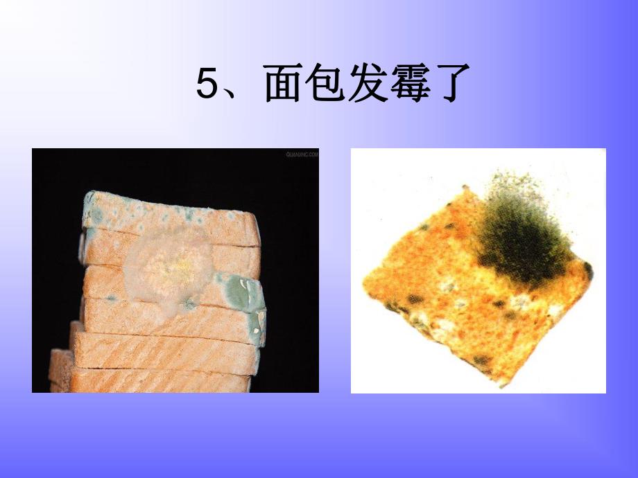 面包发霉了.ppt_第3页