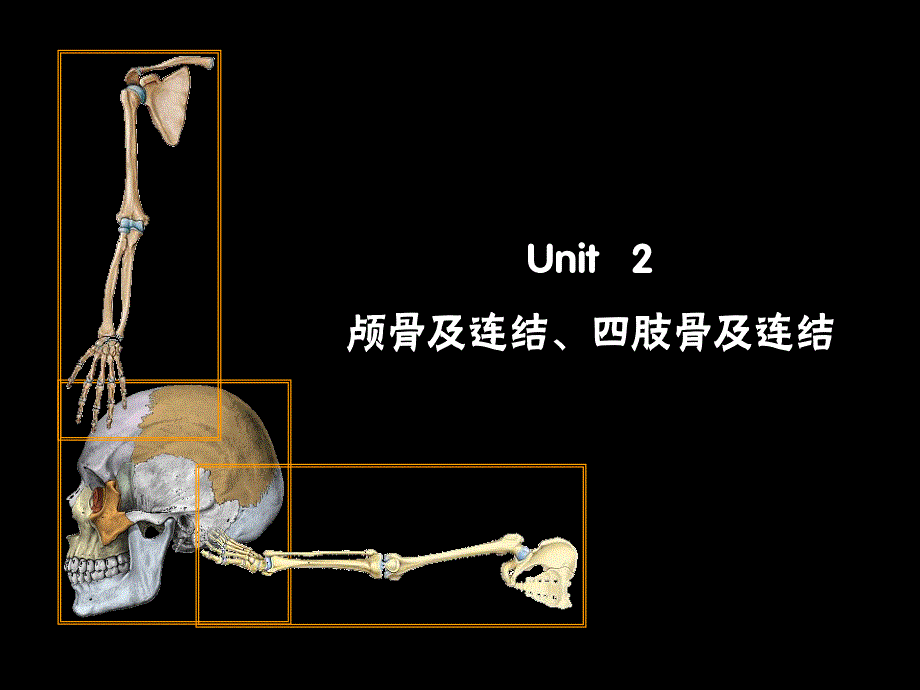 颅骨及连结四肢骨及连结.ppt_第1页