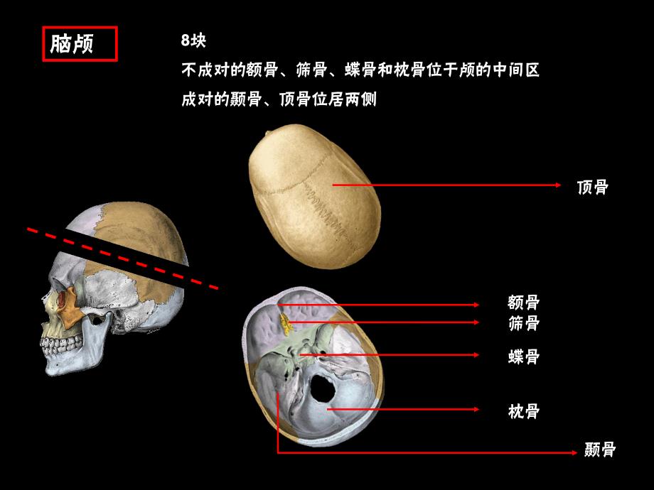 颅骨及连结四肢骨及连结.ppt_第3页