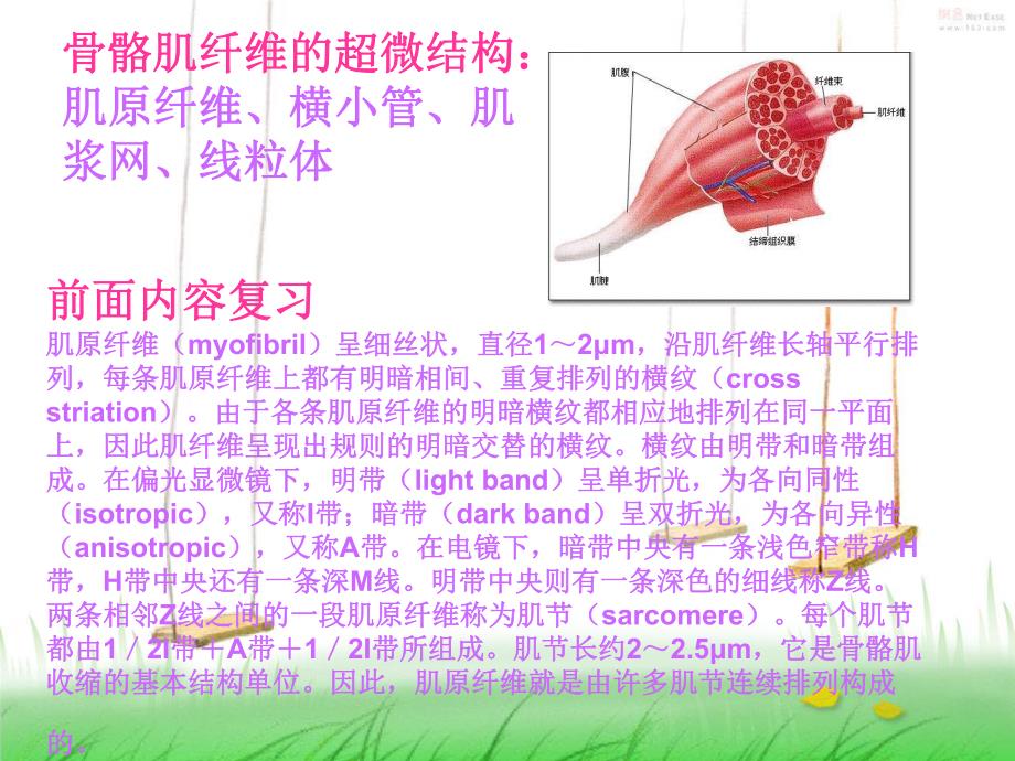 骨骼肌的超微结构.ppt_第2页