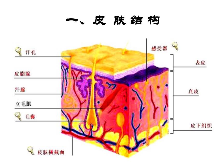 美容美发食品A.ppt_第2页