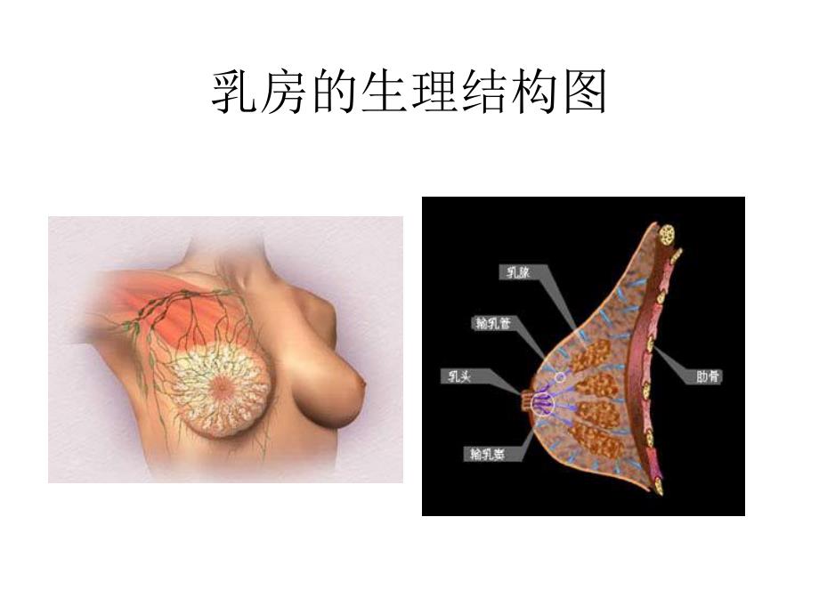 良性乳腺疾病.ppt_第3页