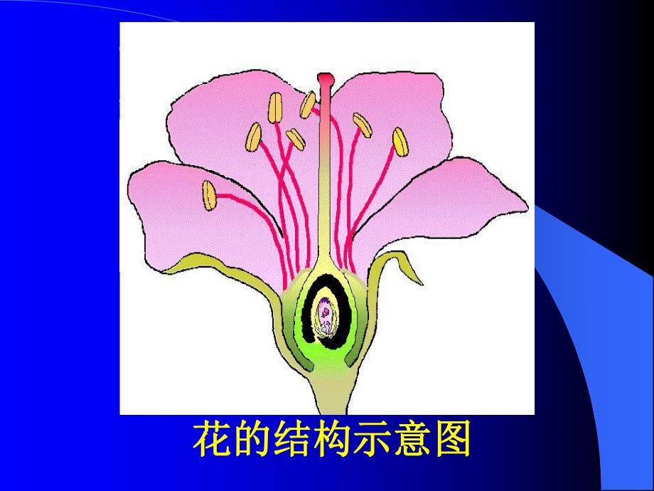 花的结构示意图.ppt_第1页