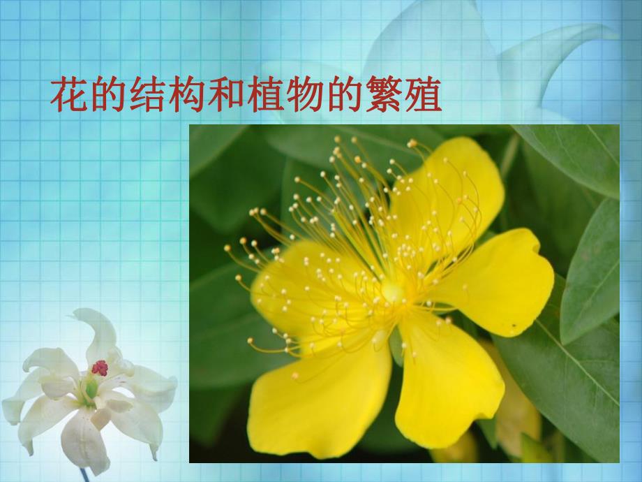 花的结构和植物的繁殖.ppt_第1页