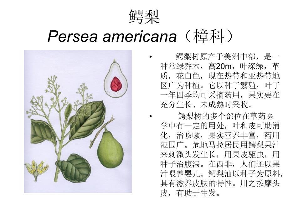 芳香植物资源6.ppt_第2页