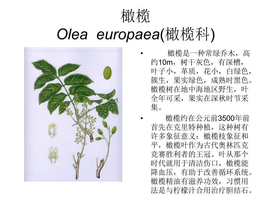 芳香植物资源6.ppt_第3页