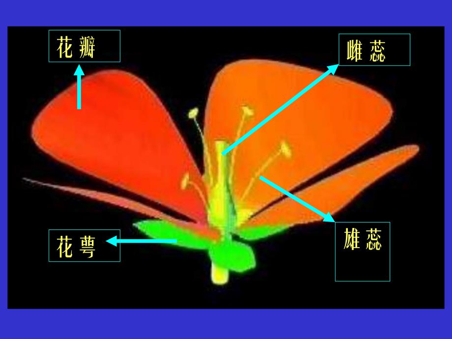 花的结构双受精.ppt_第3页