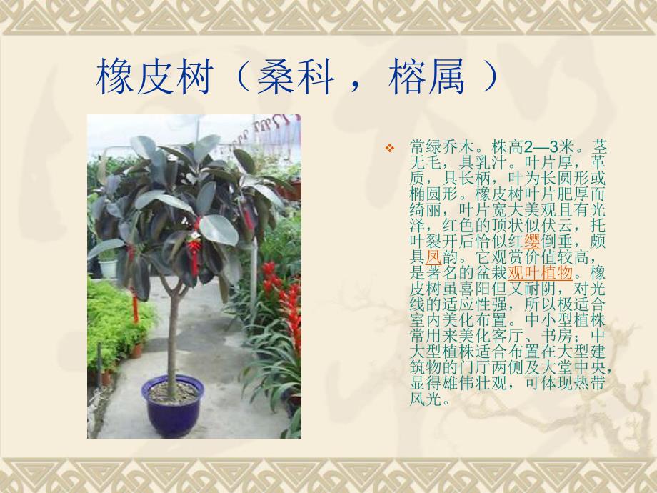 观赏植物栽培.ppt_第3页