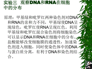 观察细胞中DNA和RNA的分布.ppt