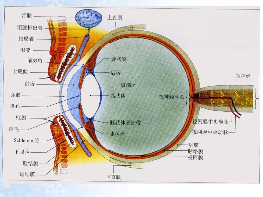 角膜炎病人的护理.ppt_第3页