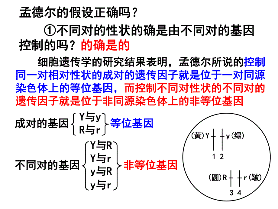 苏教版教学课件基因自由组合定律二.ppt_第3页