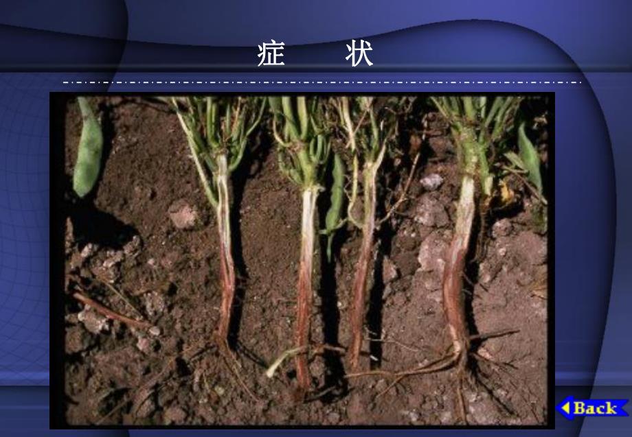 豆科蔬菜病害.ppt_第3页