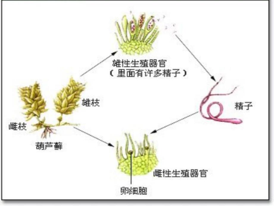 谈葫芦藓的特性梁芳艳.ppt_第2页