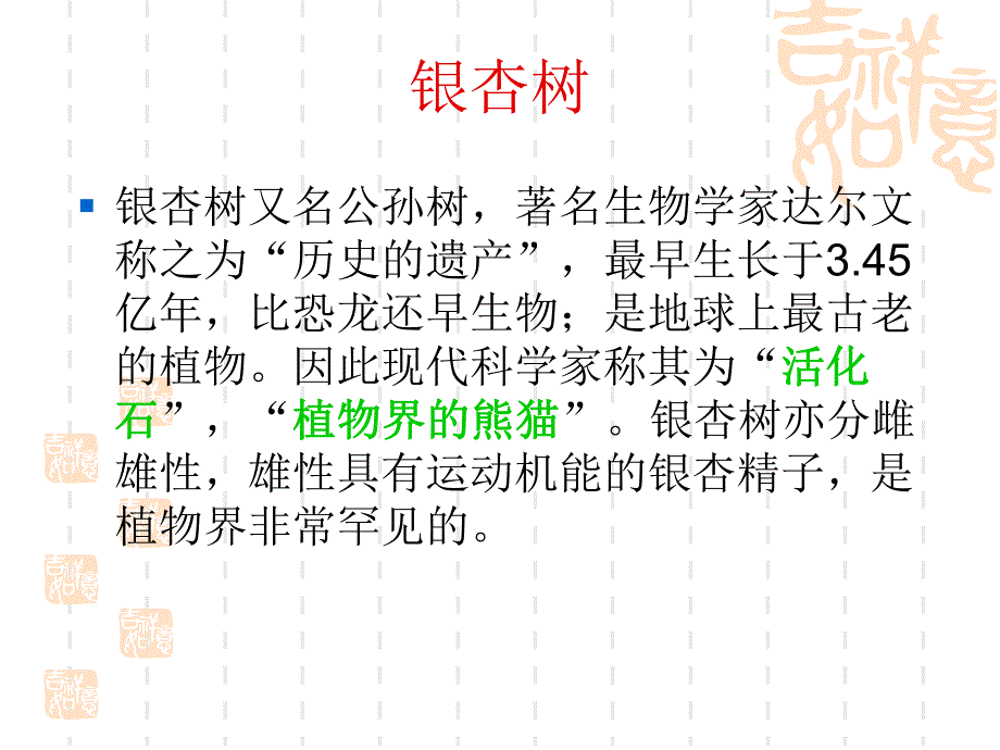 谈古论今话银杏.ppt_第3页